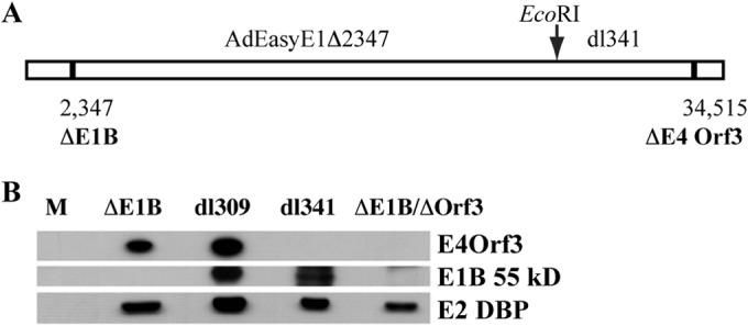 FIG 1