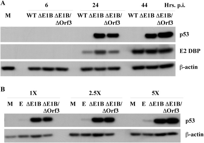 FIG 2