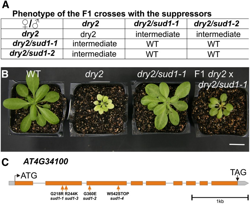 Figure 3.