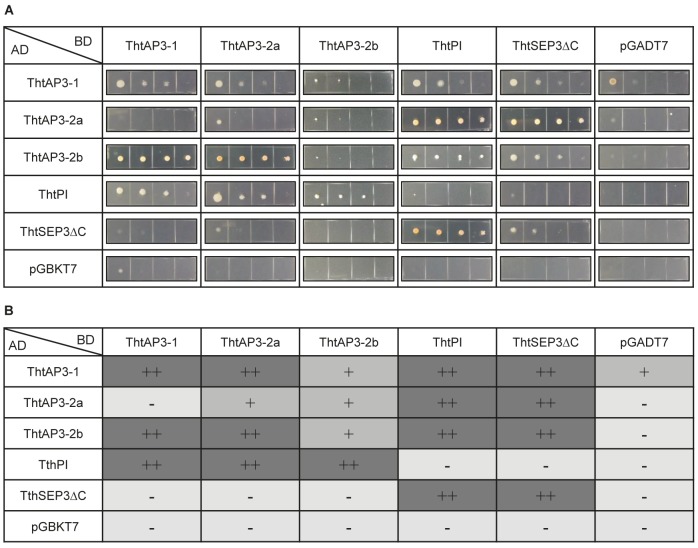 FIGURE 4