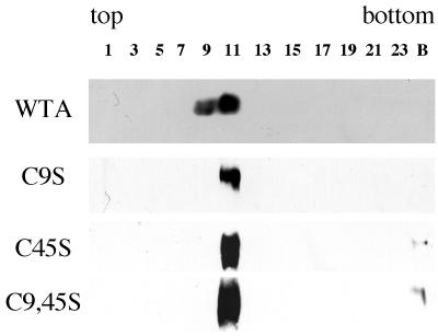 FIG. 1