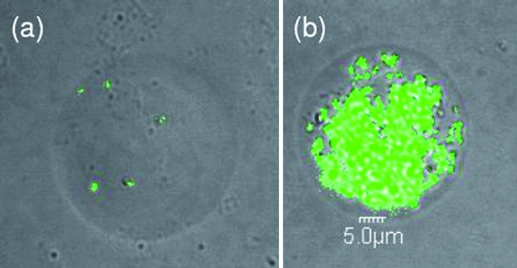 FIG. 3.