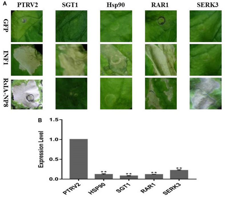 FIGURE 6