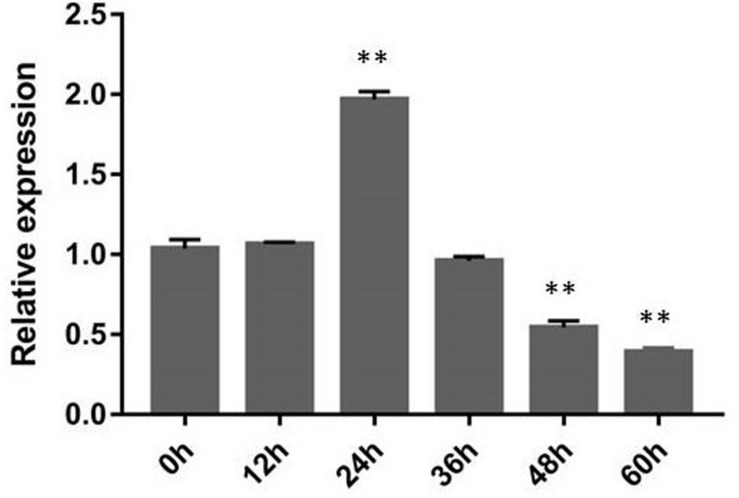 FIGURE 4