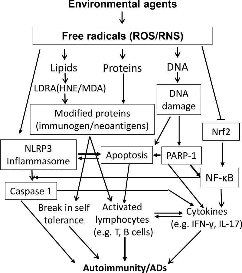 Fig.1