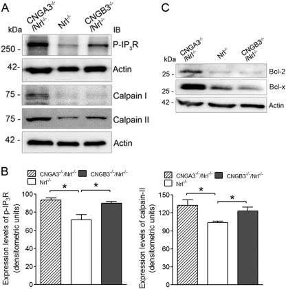 FIGURE 5.