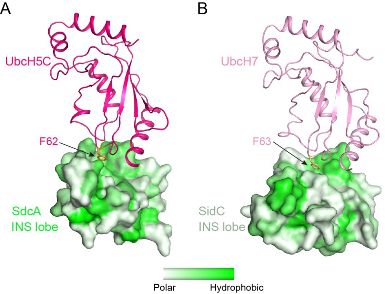 Figure 4—figure supplement 1.