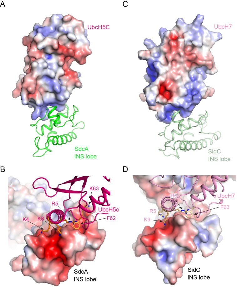 Figure 4—figure supplement 2.