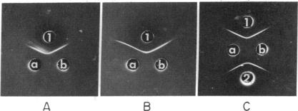 graphic file with name pnas00066-0225-a.jpg