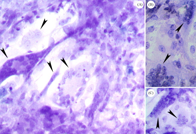 Fig. 2