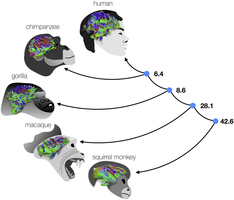 Fig. 1