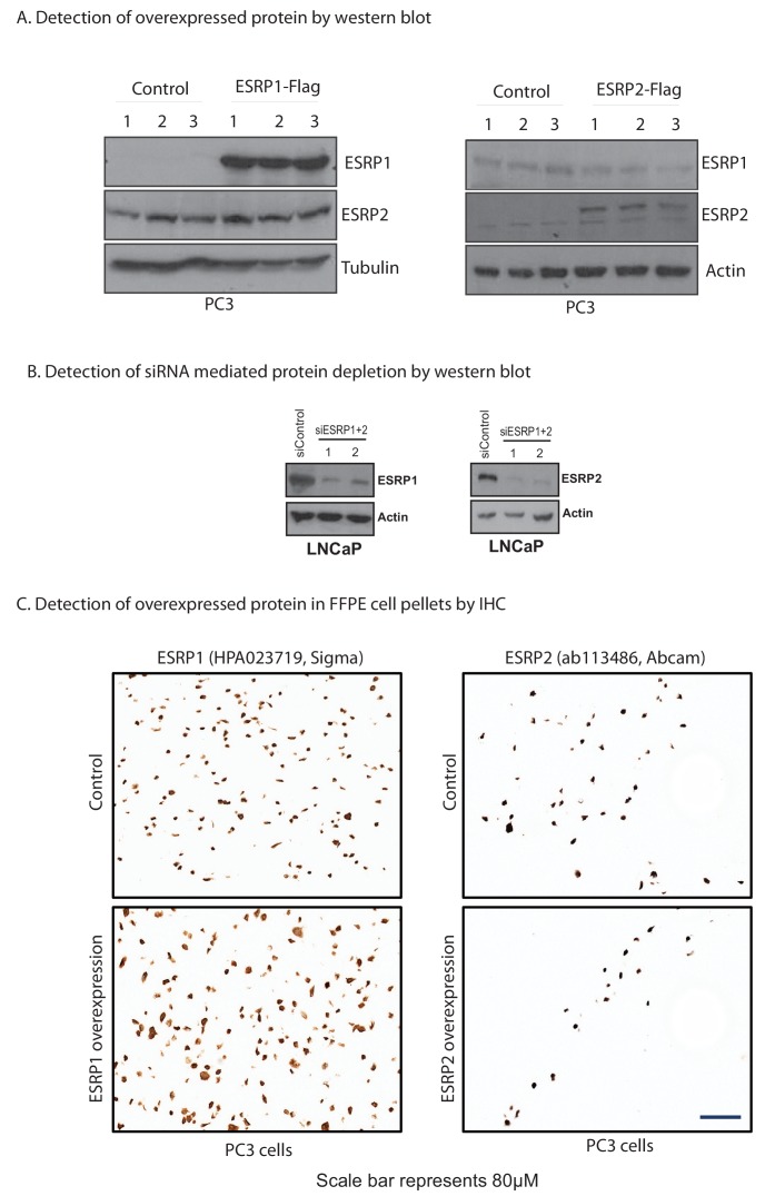 Figure 1—figure supplement 1.