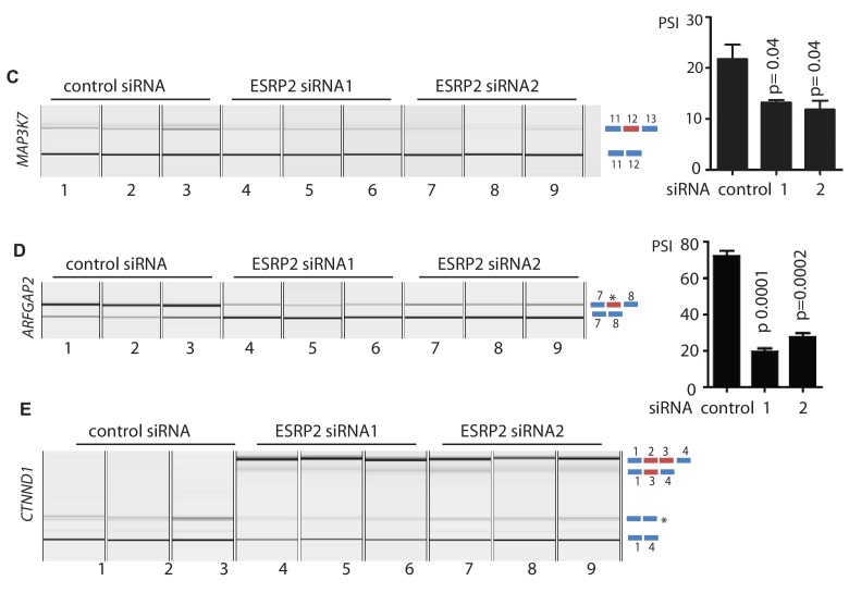 Figure 6—figure supplement 2.