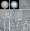 Fig. 9