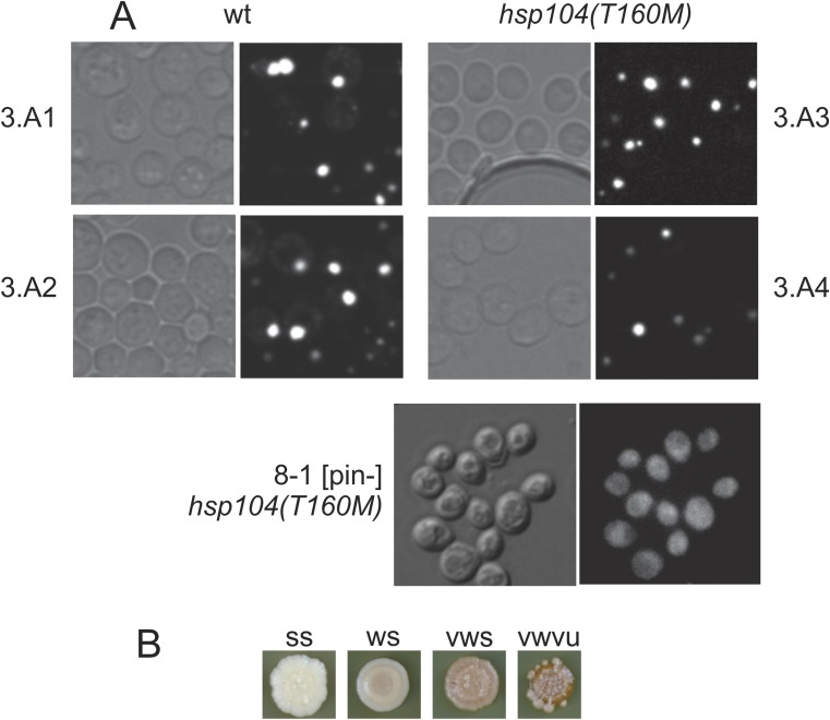 Fig. S1.