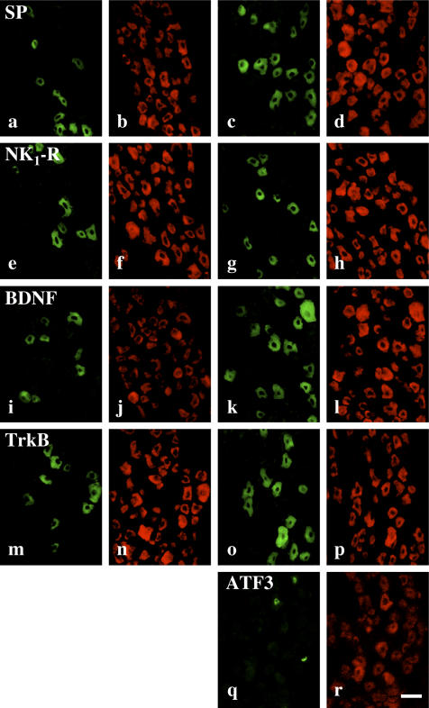 Fig. 1