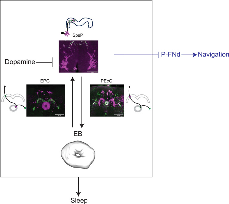 Fig. 8.