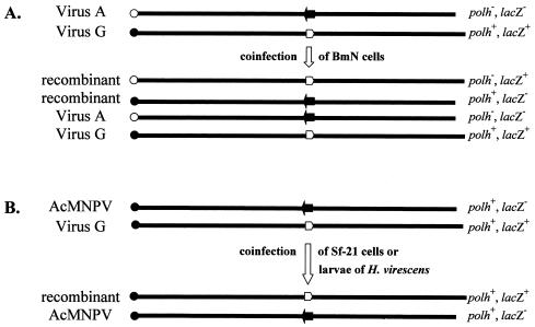 FIG. 2.