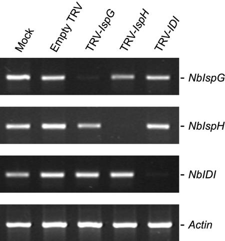 Figure 5.