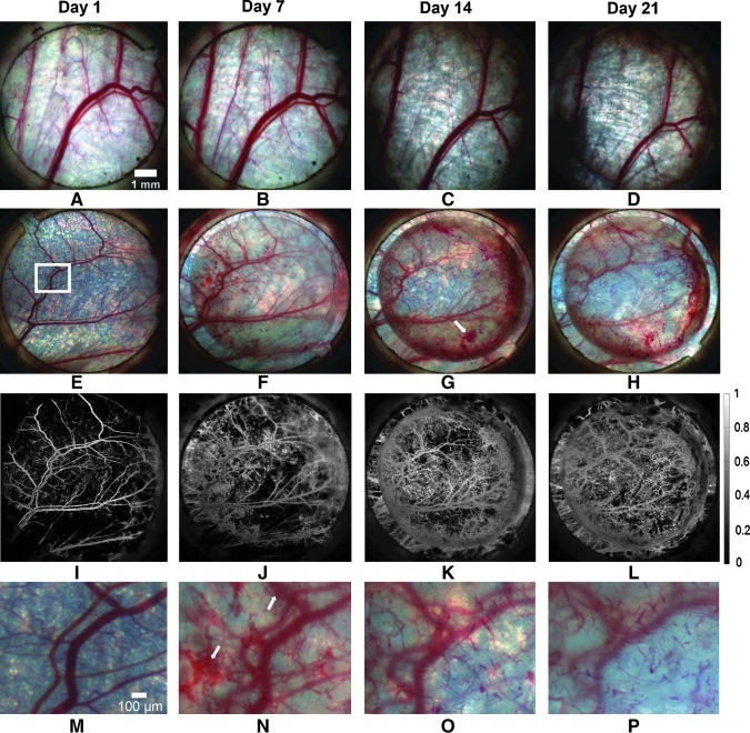 FIG. 2.