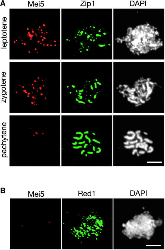 Figure 4.—