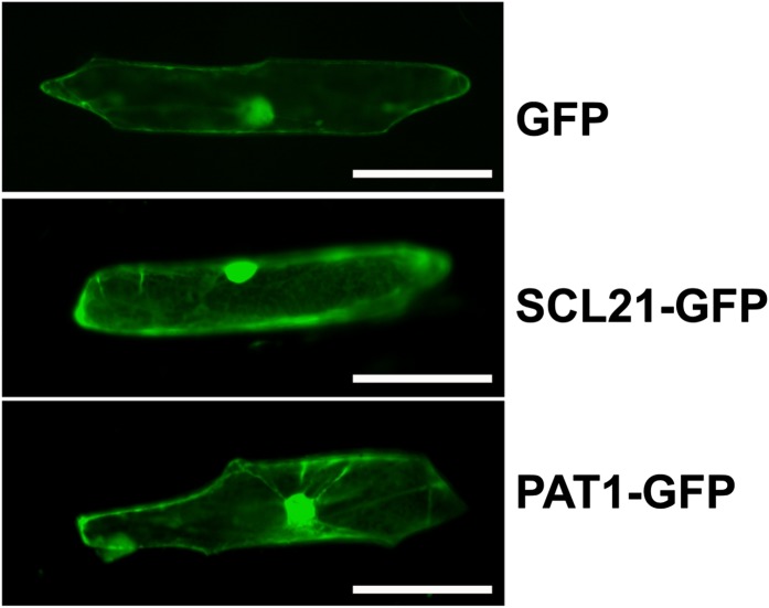 Figure 5.