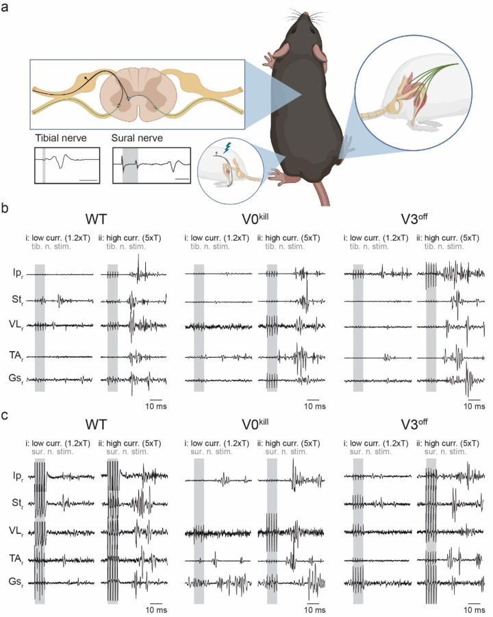 Figure 1: