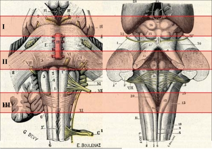 Fig. (1)