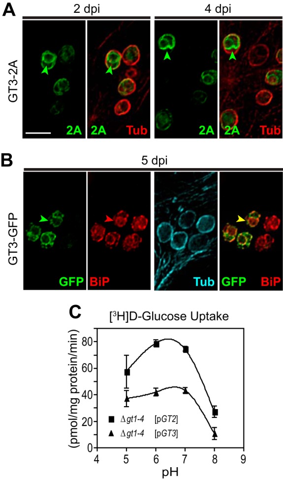 FIG 6 