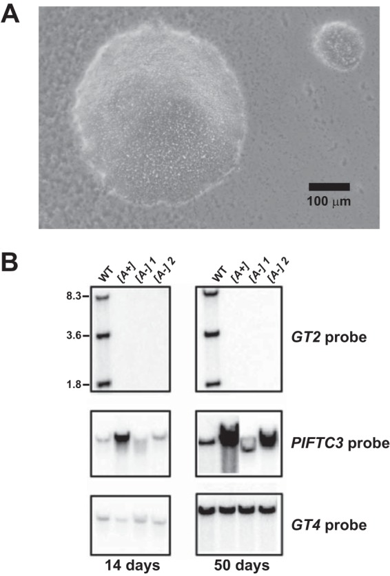 FIG 2 