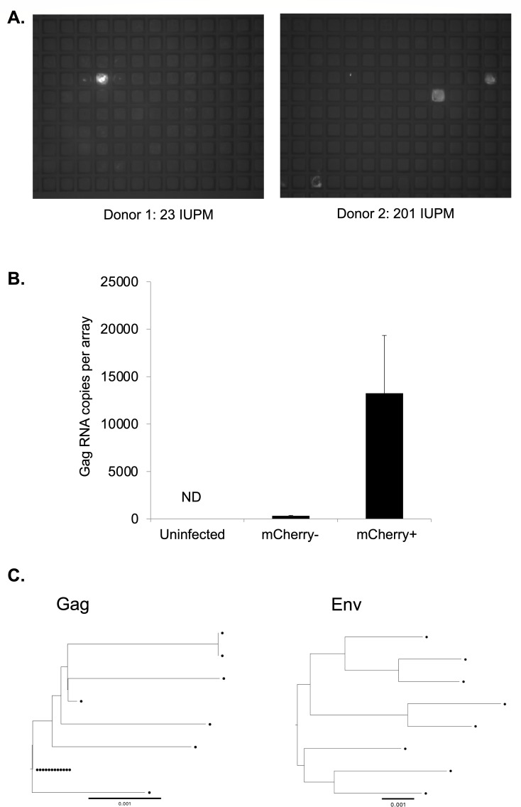 Fig 8