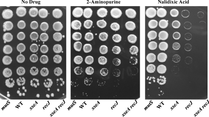 FIG. 2.