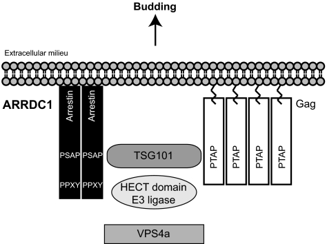 Fig. 6.