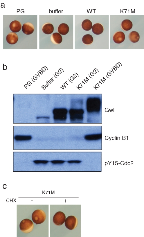 FIGURE 4: