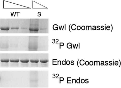 FIGURE 5: