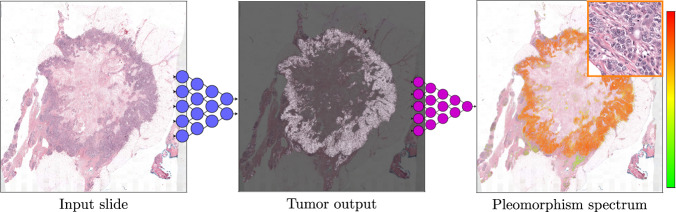 Deep learning for fully-automated nuclear pleomorphism scoring in ...