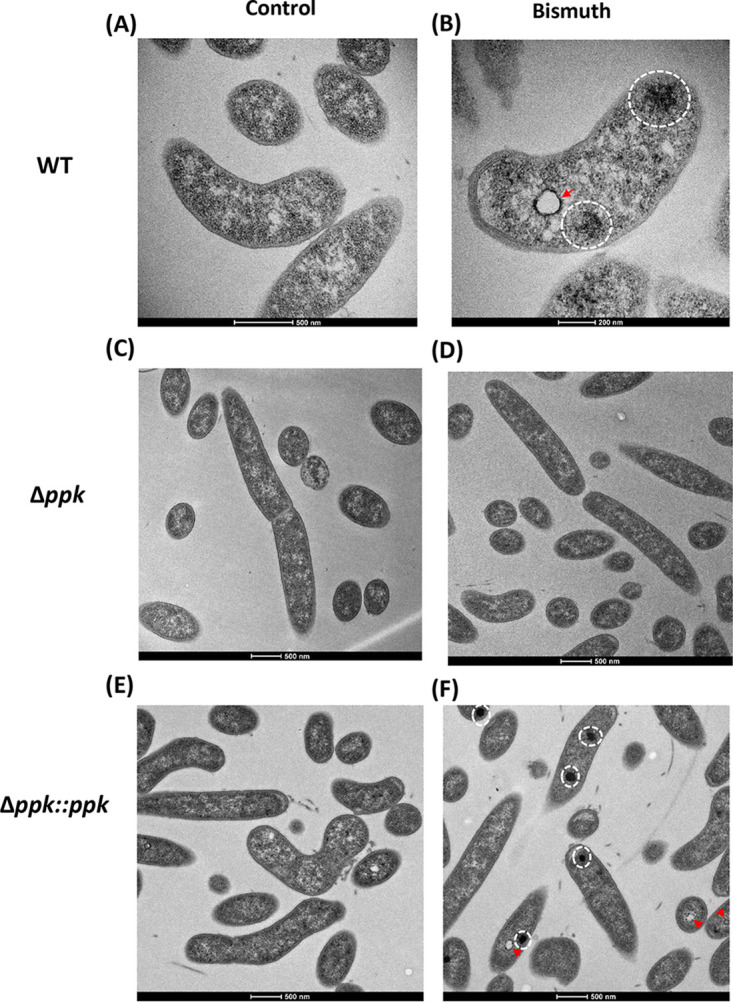 FIG 2