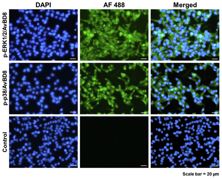 Figure 4