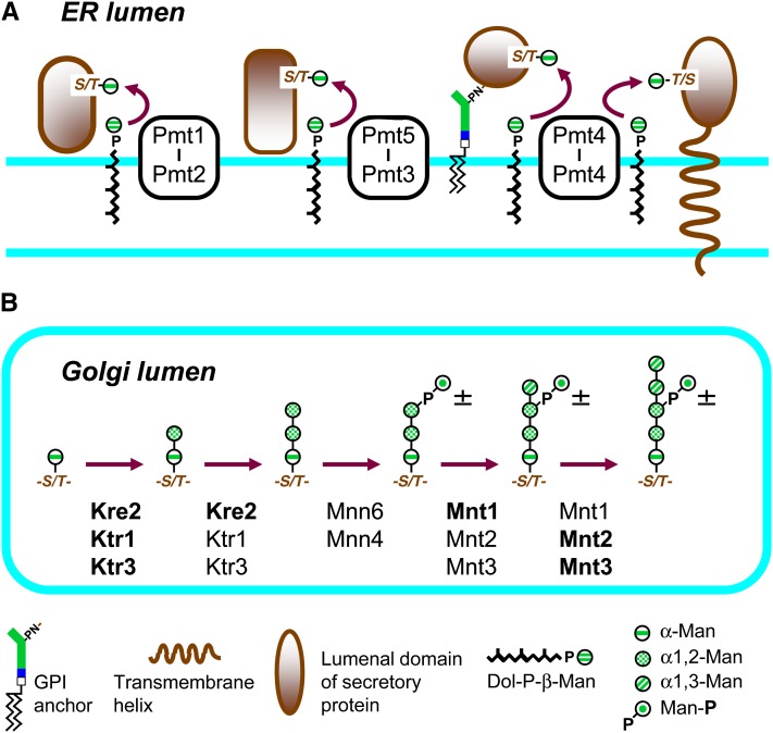 Figure 4 