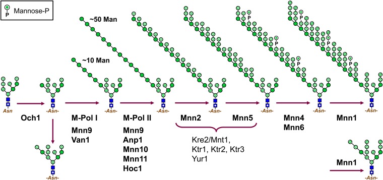 Figure 3 