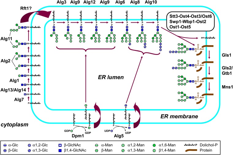 Figure 2 