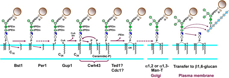 Figure 6 