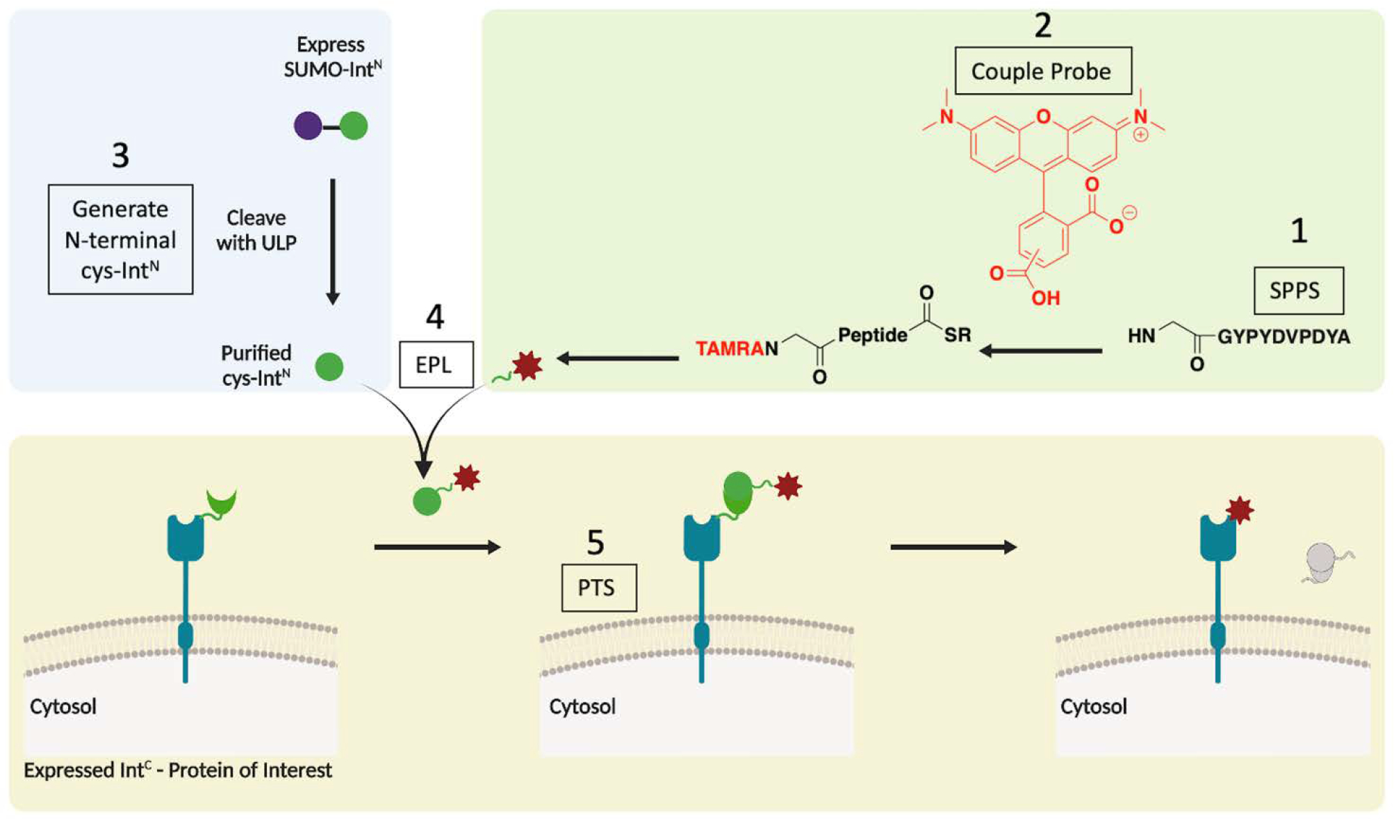 Scheme 1.