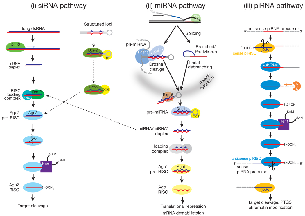 Small silencing RNAs: an expanding universe - PMC