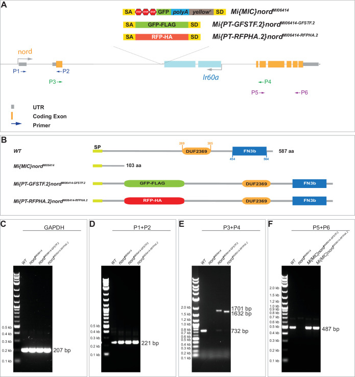 Figure 2—figure supplement 1.