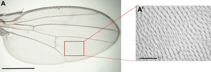 Figure 4—figure supplement 6.