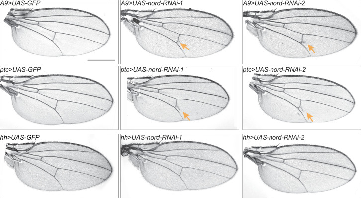 Figure 5—figure supplement 3.