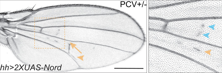 Figure 7—figure supplement 2.