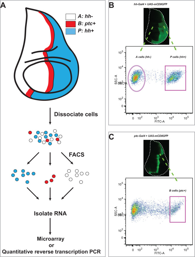 Figure 1—figure supplement 1.