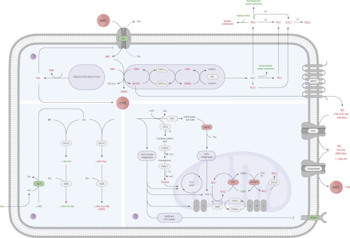 FIGURE 6